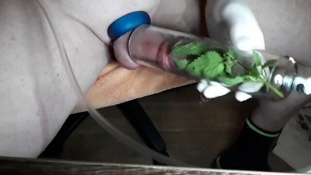 Nettle on cock and balls