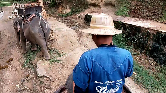 Elephant riding in Thailand with teen 18+ couple who had sex afterwards