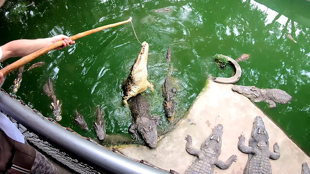 Crocodile feeding and twat pleasing