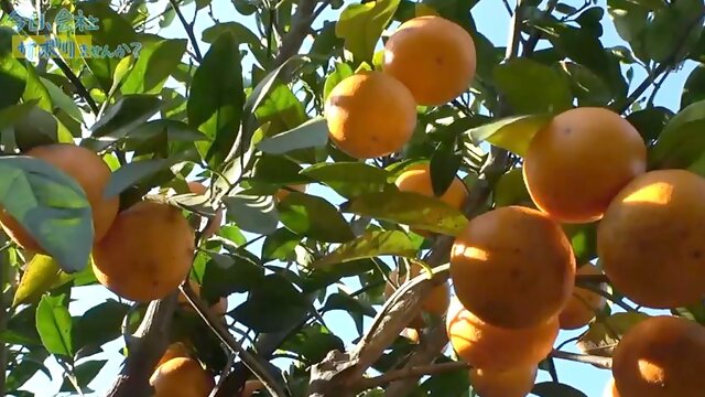 If used without permission, the video will be banned. : Big Tits, Amateur  Japanese Porn