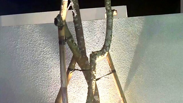 口爆