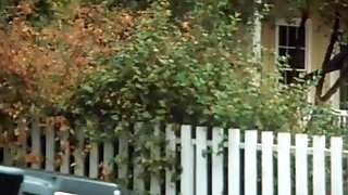 Classic Honey Wilder