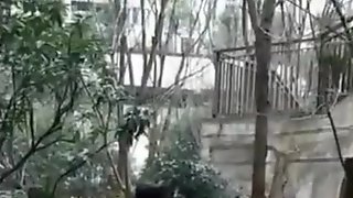 Japanilainen Äiti, Kiinalaisia