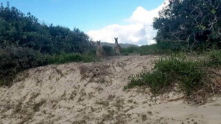 Dans La Brousse Gay, Promenade Nue Gay, Voyeur Plage Gay