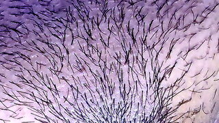 POV Indian Beautiful Girl Fingering Pussy