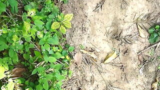 Walking naked outdoor Part 3 Indian guy in the forest, cock