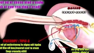 Shemale Anatomy