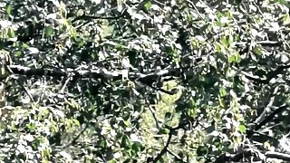 Spied Outdoor Masturbation