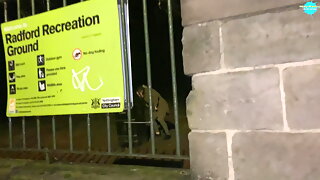 British Street Pick Up