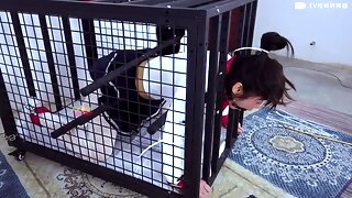 Chinese Bdsm Slave