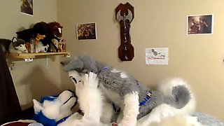 Fursuit 2