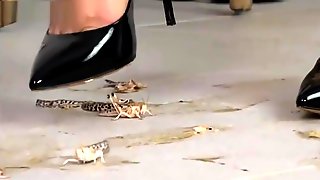 Sexy Alisa crushing locust with her black high heels.