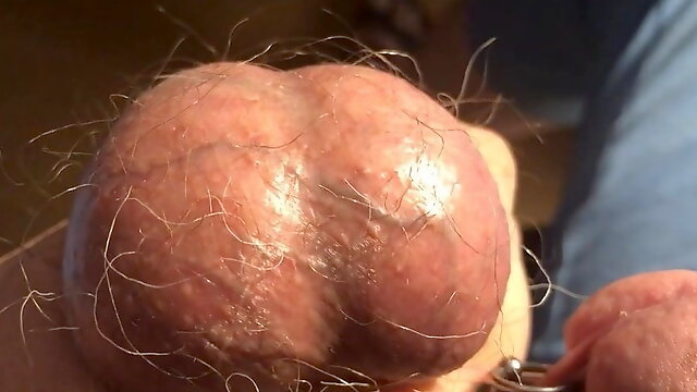 197 The veiny Bull's Sack and his Testicles