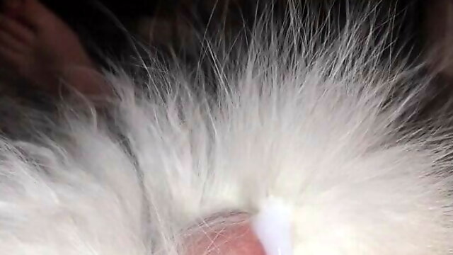 Cum on Arctic Fox Fur