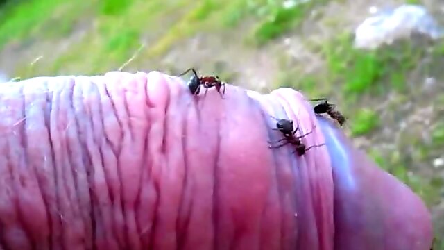 Kinky dude pokes his small cock into an ant hill and enjoys it