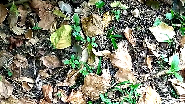 Running with bbc, out in public,steasing hot cock,big blue balls