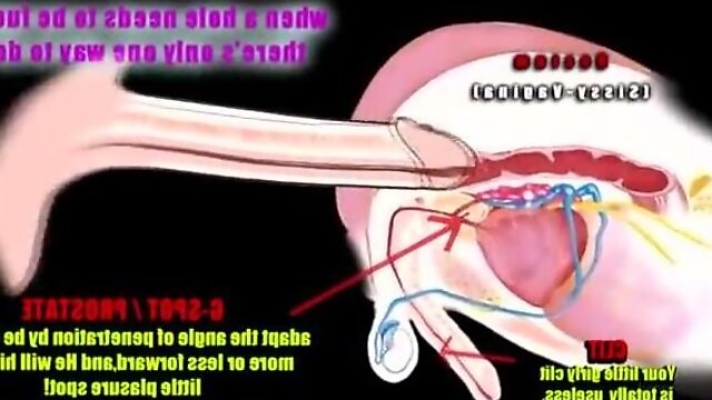 Shemale Anatomy, Sissy