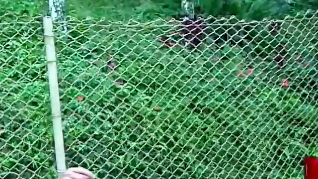 Crazy Shemale World Vol.2