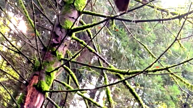 Young Gay Anal Dildo