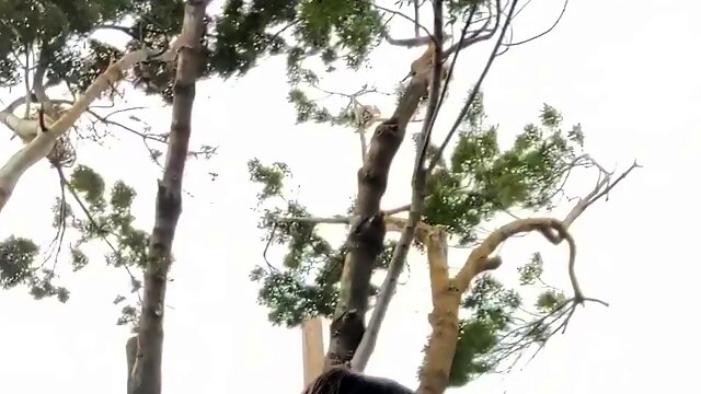 Real amateur couple outdoor ass fuck and anal creampie in hd