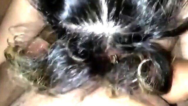 Arab girl giving hubby good blowjob