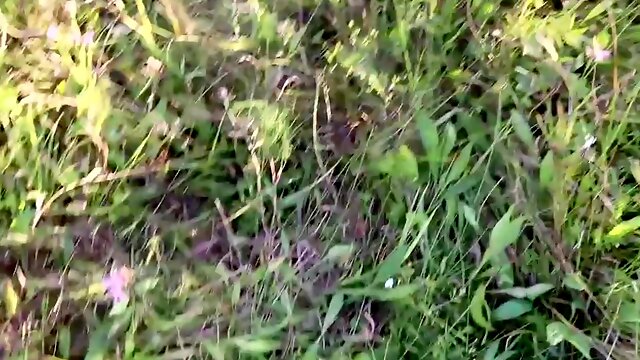 Stranger Outdoor French