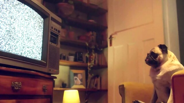 Venom Evil meets the Hungrylla