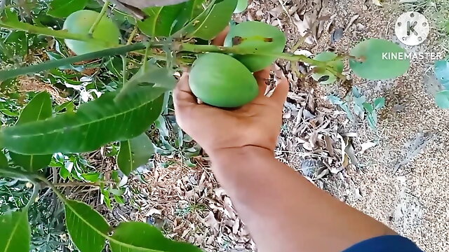 Mango