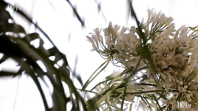 Japanese Uncensored Licking