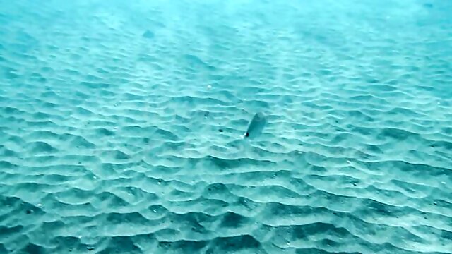 Underwater Show - tenerife dirt