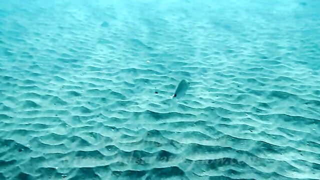 Lesbian Underwater, Sea