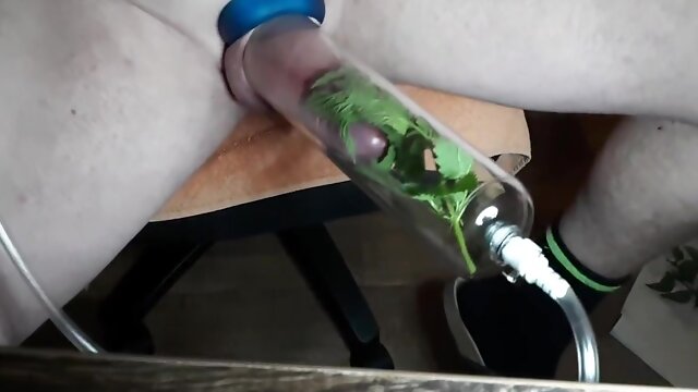 Nettle On 10-pounder And Balls